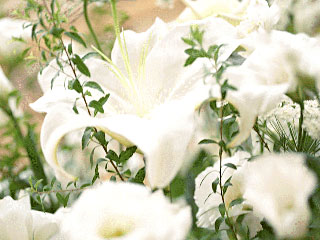 �C���[�W�摜